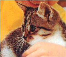 katze.jpg (8981 bytes)